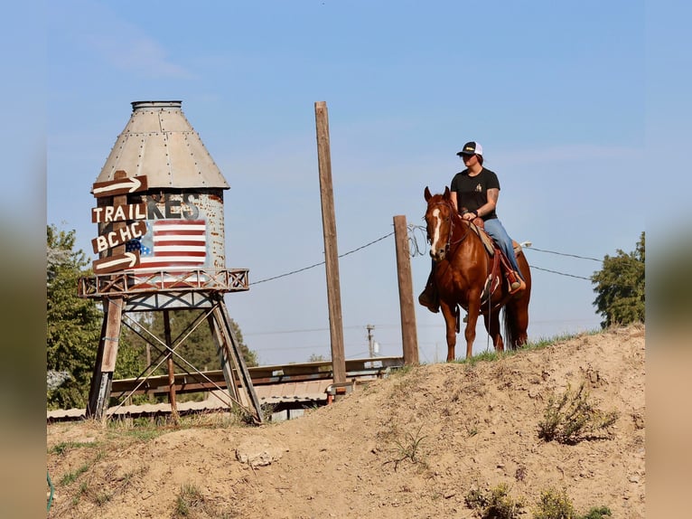 American Quarter Horse Ruin 8 Jaar 150 cm Donkere-vos in Valley Springs CA