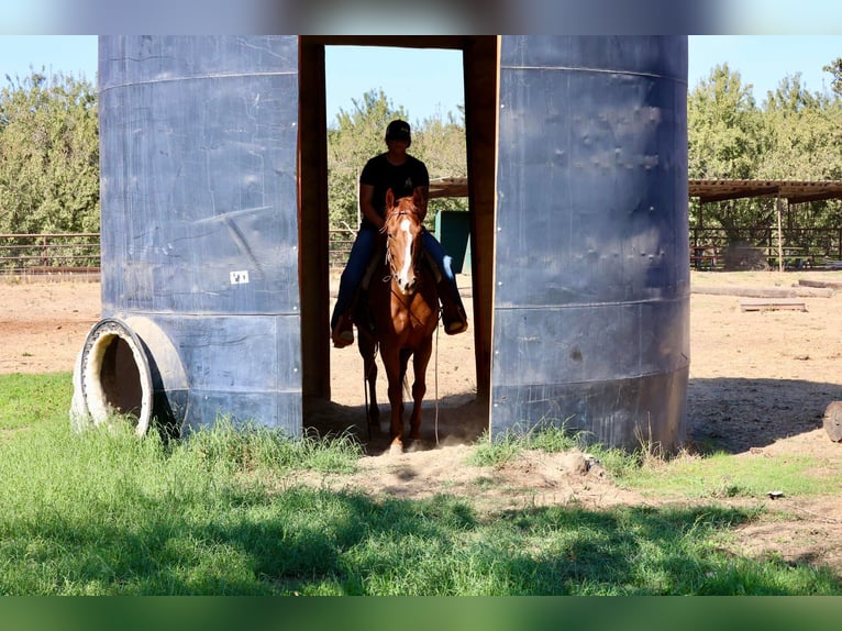 American Quarter Horse Ruin 8 Jaar 150 cm Donkere-vos in Valley Springs CA