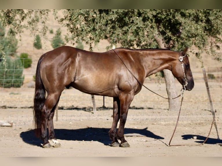 American Quarter Horse Ruin 8 Jaar 150 cm Grullo in Tres Pinos