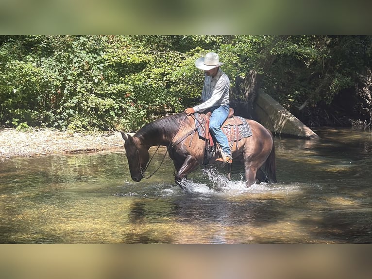 American Quarter Horse Ruin 8 Jaar 150 cm Grullo in Tres Pinos