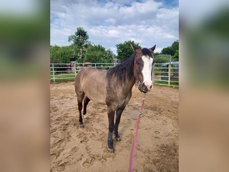 American Quarter Horse Ruin 8 Jaar 150 cm Grullo in Essen