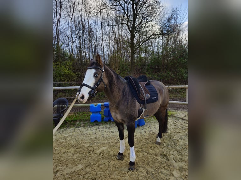 American Quarter Horse Ruin 8 Jaar 150 cm Grullo in Essen