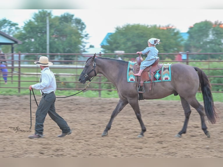 American Quarter Horse Ruin 8 Jaar 150 cm Grullo in Fairbank IA