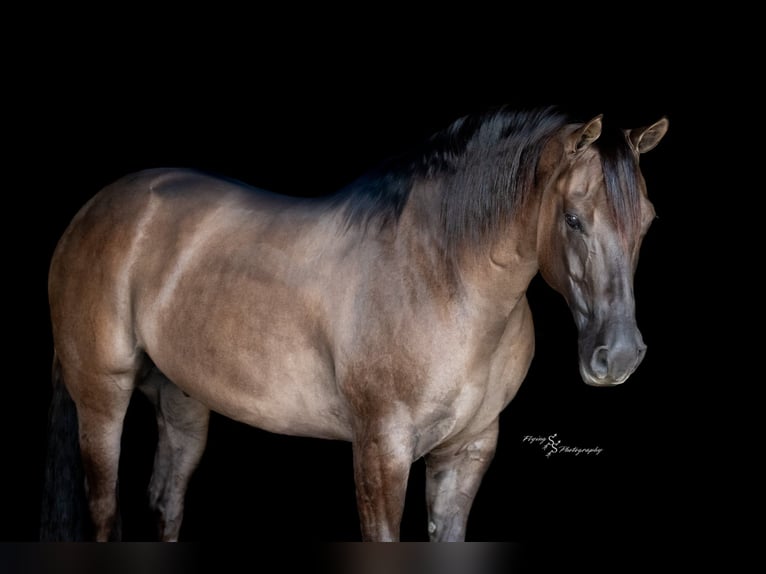 American Quarter Horse Ruin 8 Jaar 150 cm Grullo in Fairbank IA