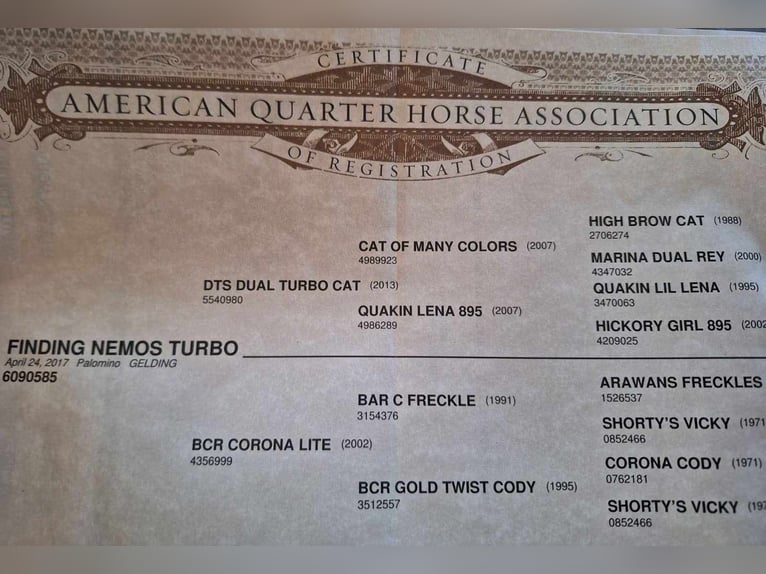 American Quarter Horse Ruin 8 Jaar 150 cm Palomino in Winchester, OH