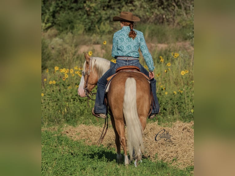 American Quarter Horse Ruin 8 Jaar 150 cm Palomino in Belen, NM