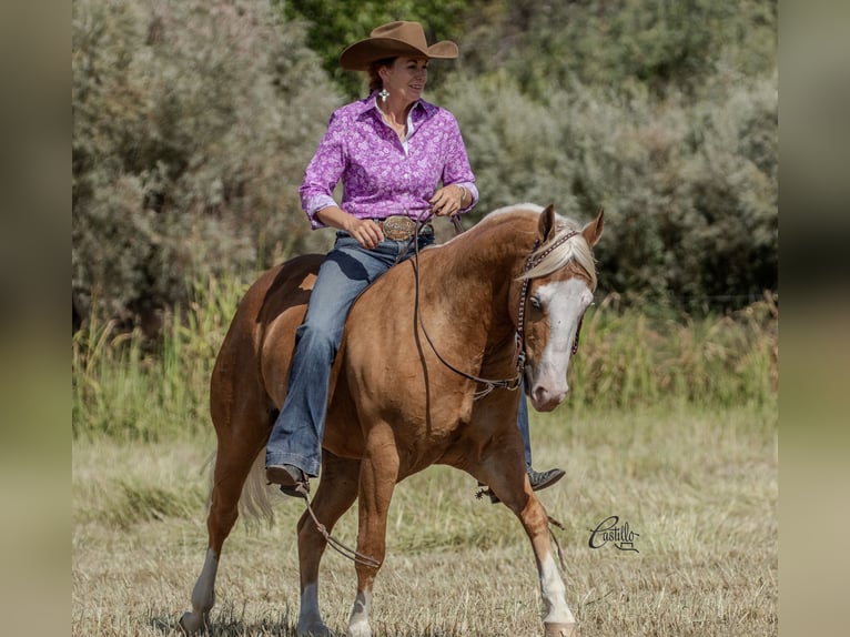 American Quarter Horse Ruin 8 Jaar 150 cm Palomino in Belen, NM