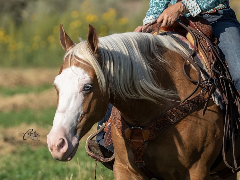 American Quarter Horse Ruin 8 Jaar 150 cm Palomino in Belen, NM