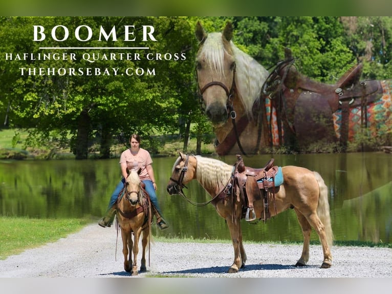 American Quarter Horse Mix Ruin 8 Jaar 150 cm Palomino in Tompkinsville, KY