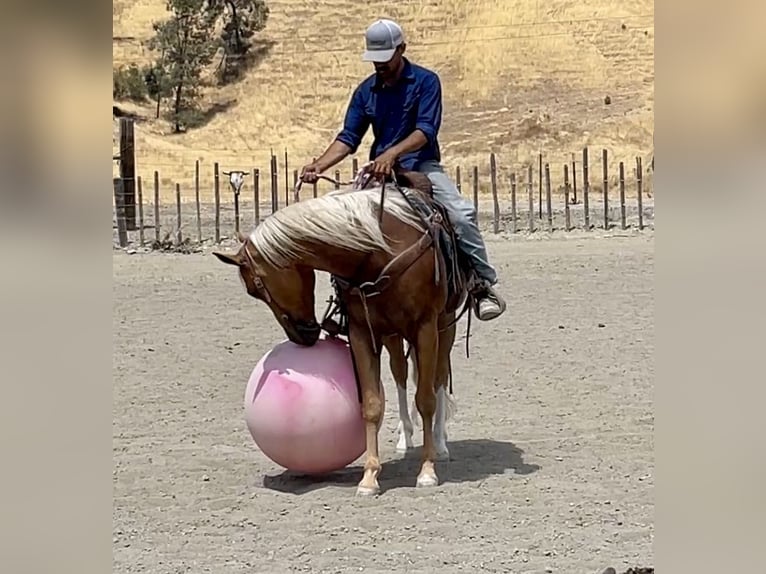 American Quarter Horse Ruin 8 Jaar 150 cm Palomino in Paicines CA