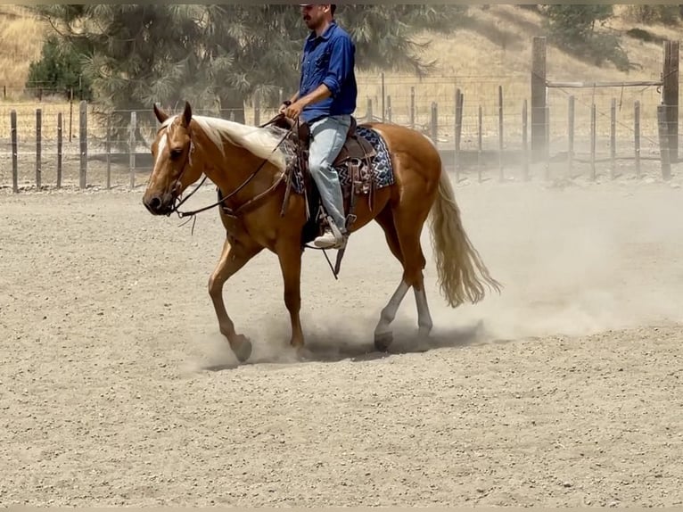 American Quarter Horse Ruin 8 Jaar 150 cm Palomino in Paicines CA