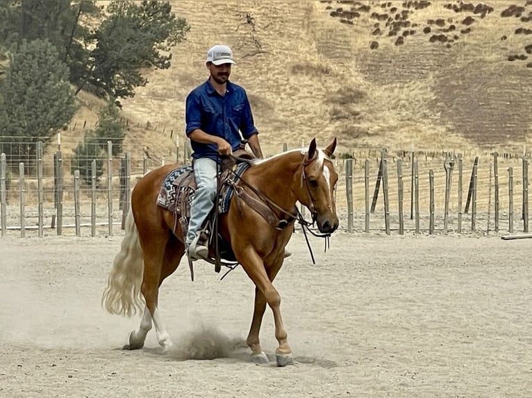 American Quarter Horse Ruin 8 Jaar 150 cm Palomino in Paicines CA