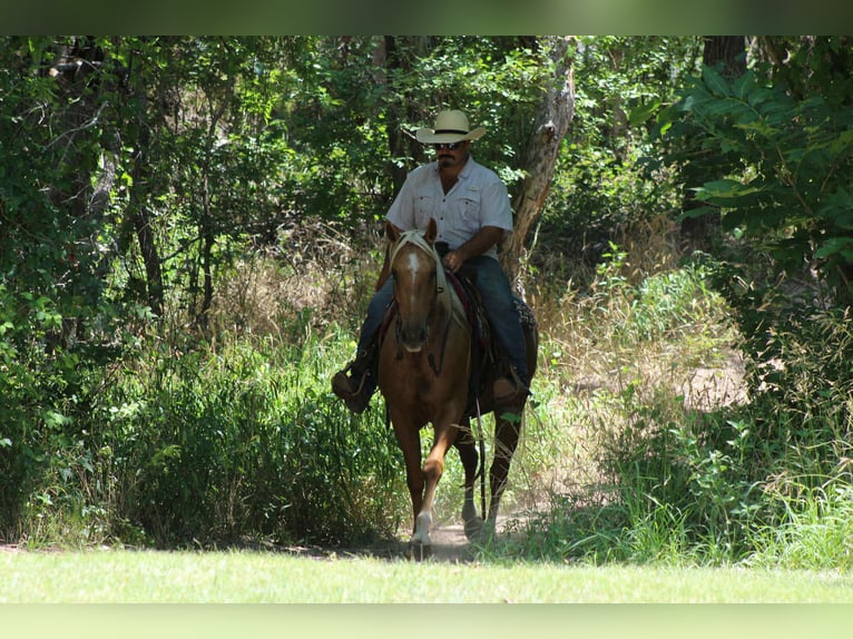 American Quarter Horse Ruin 8 Jaar 150 cm Palomino in Stephenville TX