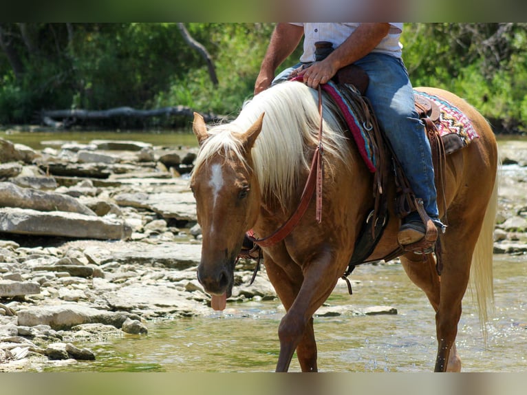 American Quarter Horse Ruin 8 Jaar 150 cm Palomino in Stephenville TX