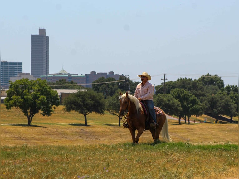 American Quarter Horse Ruin 8 Jaar 150 cm Palomino in Stephenville TX