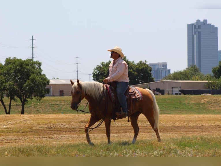 American Quarter Horse Ruin 8 Jaar 150 cm Palomino in Stephenville TX