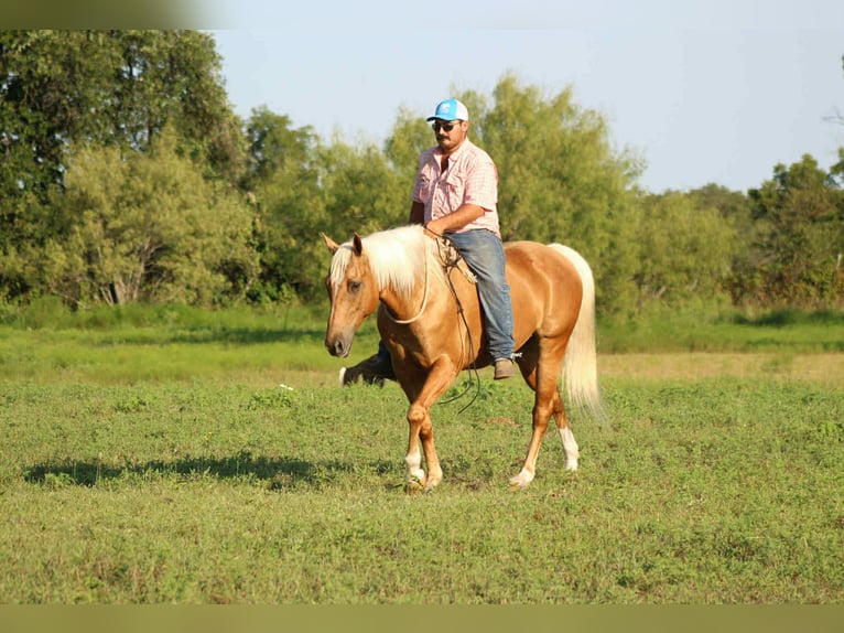 American Quarter Horse Ruin 8 Jaar 150 cm Palomino in Stephenville TX