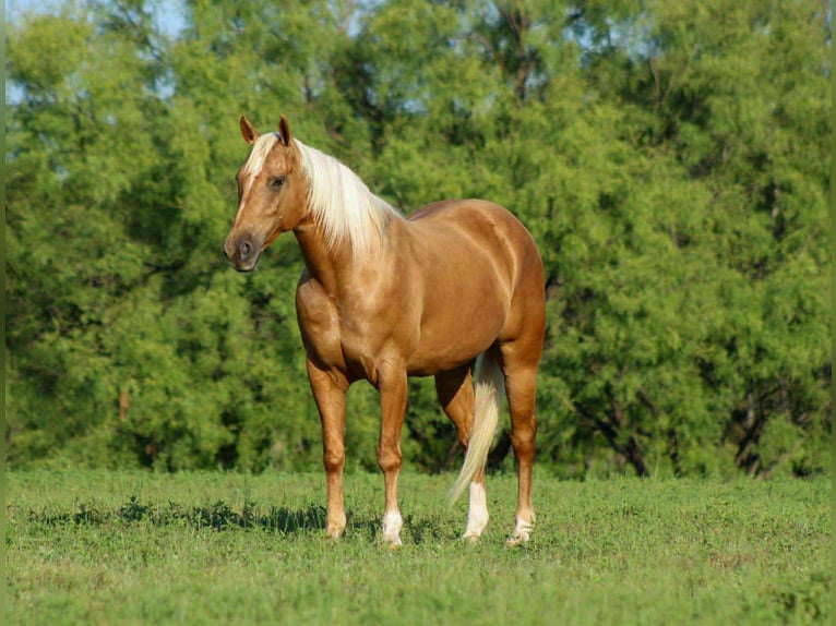 American Quarter Horse Ruin 8 Jaar 150 cm Palomino in Stephenville TX