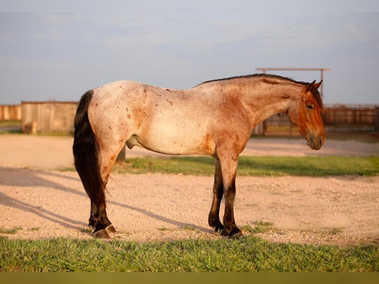 American Quarter Horse Ruin 8 Jaar 150 cm Roan-Bay in Amarillo TX