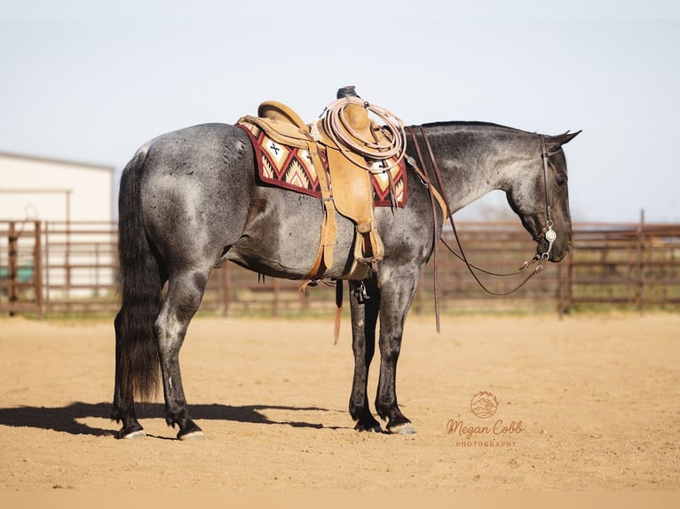 American Quarter Horse Ruin 8 Jaar 150 cm Roan-Blue in Wickenburg
