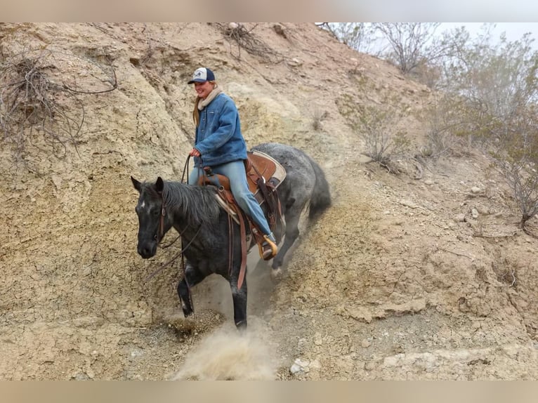 American Quarter Horse Ruin 8 Jaar 150 cm Roan-Blue in Camp Verde AZ