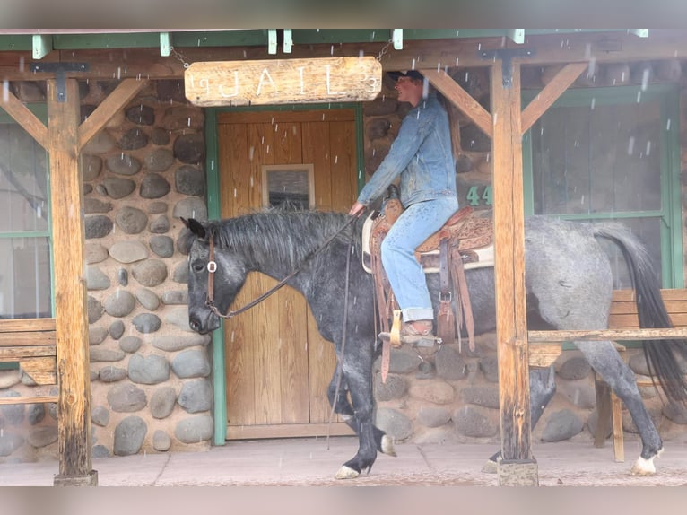 American Quarter Horse Ruin 8 Jaar 150 cm Roan-Blue in Camp Verde AZ