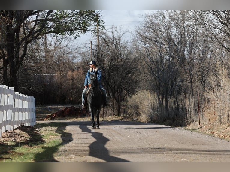 American Quarter Horse Ruin 8 Jaar 150 cm Roan-Blue in Camp Verde AZ