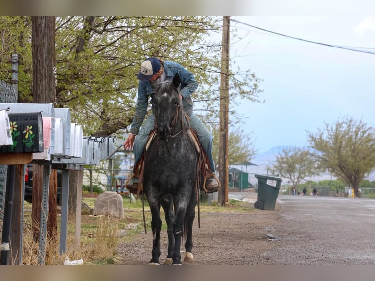 American Quarter Horse Ruin 8 Jaar 150 cm Roan-Blue in Camp Verde AZ