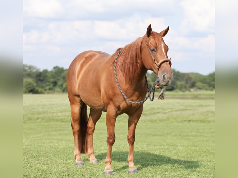 American Quarter Horse Ruin 8 Jaar 150 cm Roan-Red in Buffalo