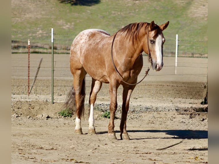 American Quarter Horse Ruin 8 Jaar 150 cm Roan-Red in Paicines, CA