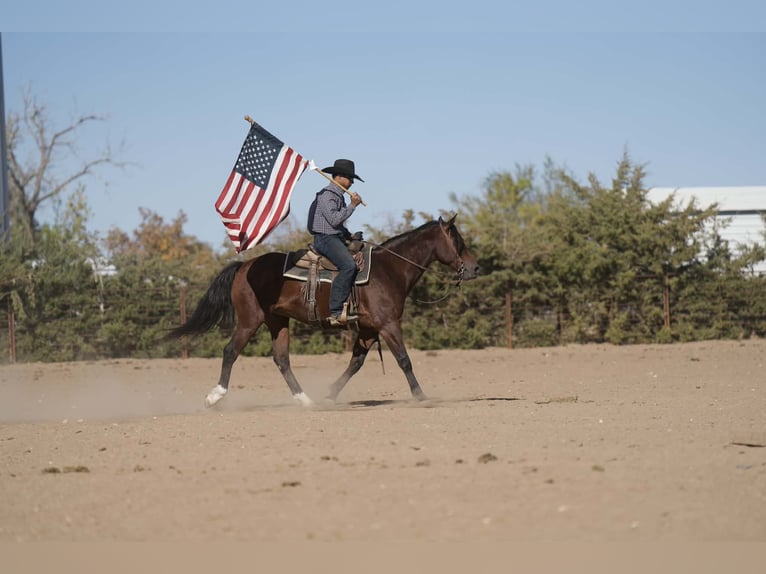 American Quarter Horse Mix Ruin 8 Jaar 150 cm Roodbruin in Palestine