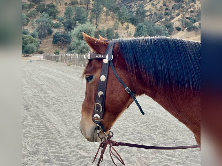 American Quarter Horse Ruin 8 Jaar 150 cm Roodbruin in Bitterwater CA