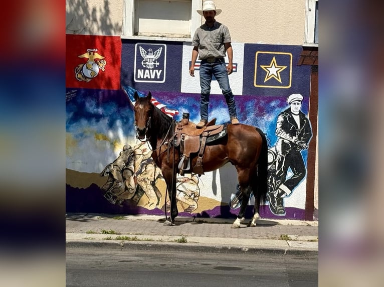 American Quarter Horse Ruin 8 Jaar 150 cm Roodbruin in Paicines CA