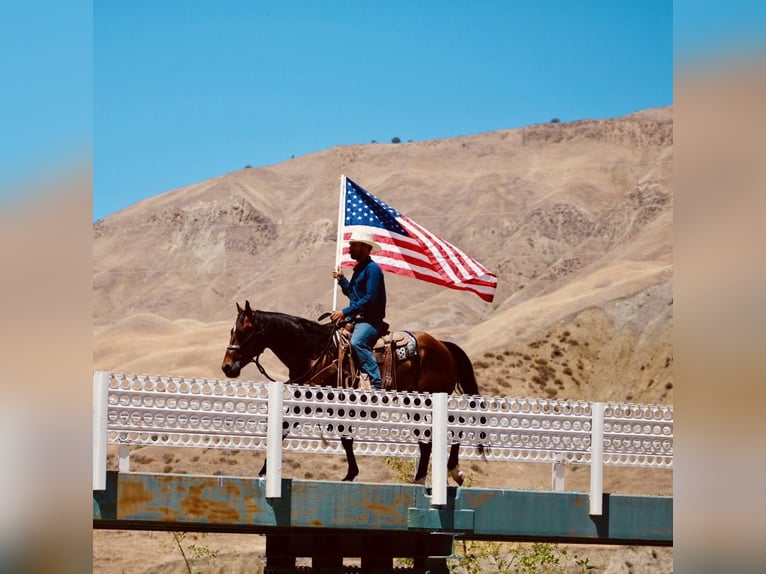 American Quarter Horse Ruin 8 Jaar 150 cm Roodbruin in Paicines CA