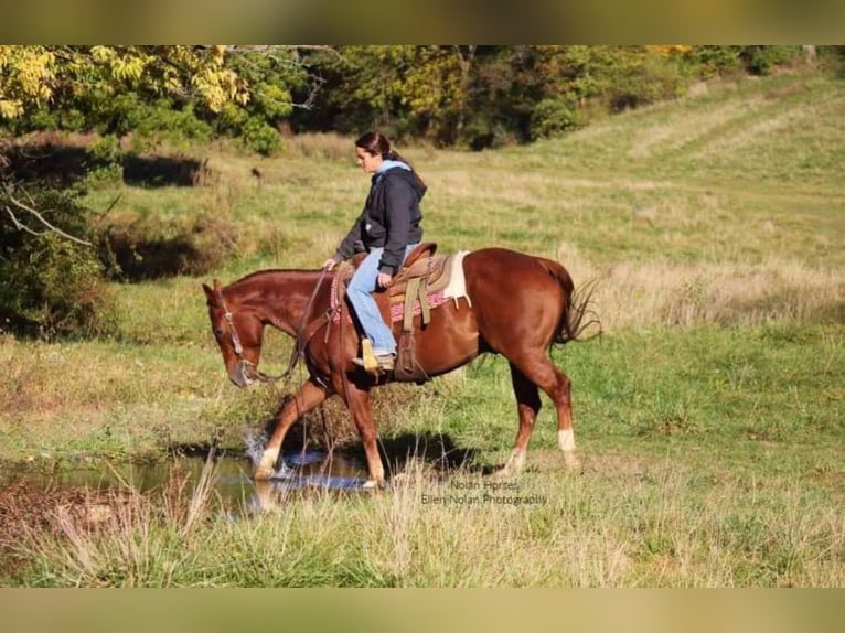 American Quarter Horse Ruin 8 Jaar 150 cm Roodvos in Peosta, IA