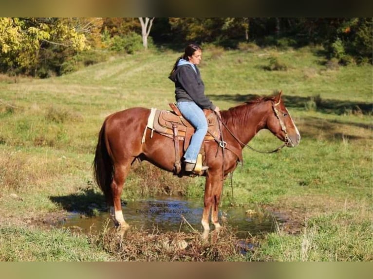 American Quarter Horse Ruin 8 Jaar 150 cm Roodvos in Peosta, IA