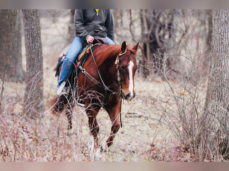 American Quarter Horse Ruin 8 Jaar 150 cm Roodvos in Peosta, IA