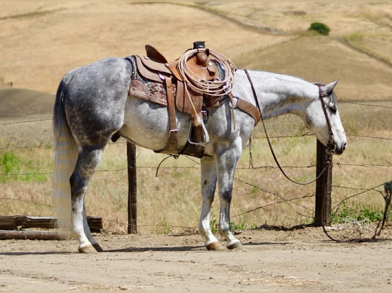 American Quarter Horse Ruin 8 Jaar 152 cm Appelschimmel in Tres Pinos