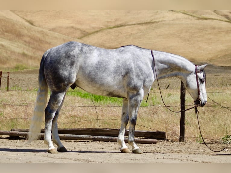 American Quarter Horse Ruin 8 Jaar 152 cm Appelschimmel in Tres Pinos