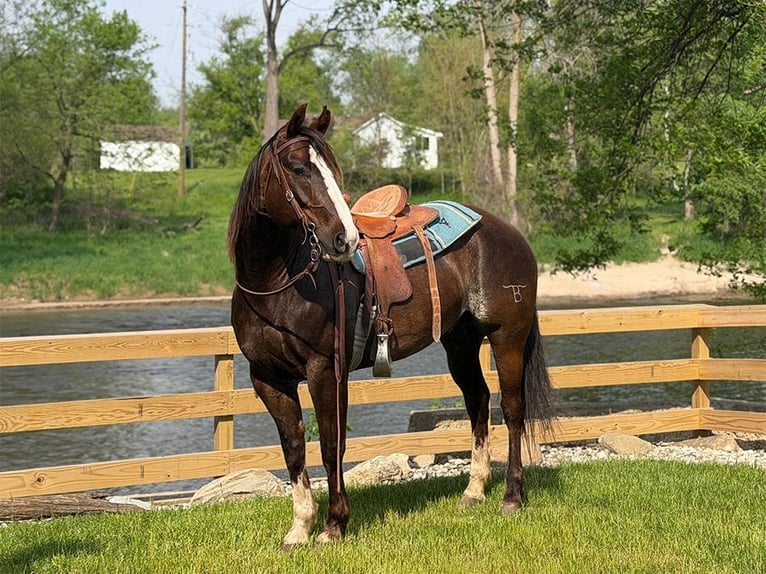 American Quarter Horse Ruin 8 Jaar 152 cm Bruin in Oakley, MI