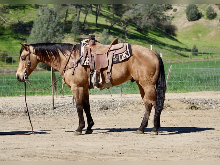 American Quarter Horse Ruin 8 Jaar 152 cm Buckskin in Tres Pinos