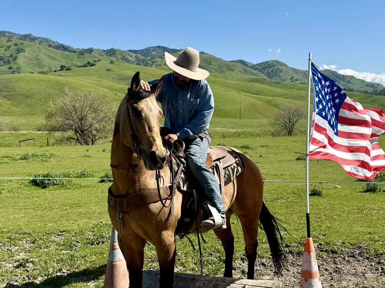 American Quarter Horse Ruin 8 Jaar 152 cm Buckskin in Tres Pinos