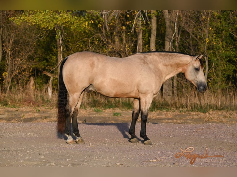 American Quarter Horse Ruin 8 Jaar 152 cm Buckskin in Canistota, SD