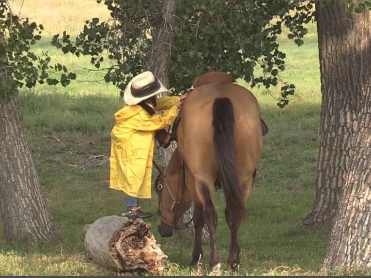 American Quarter Horse Ruin 8 Jaar 152 cm Buckskin in Rushville NE