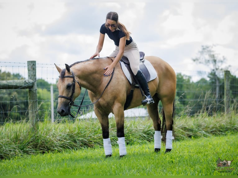 American Quarter Horse Ruin 8 Jaar 152 cm Buckskin in Elkton, KY