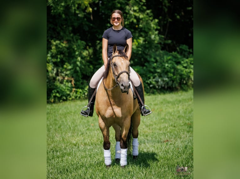 American Quarter Horse Ruin 8 Jaar 152 cm Buckskin in Elkton, KY