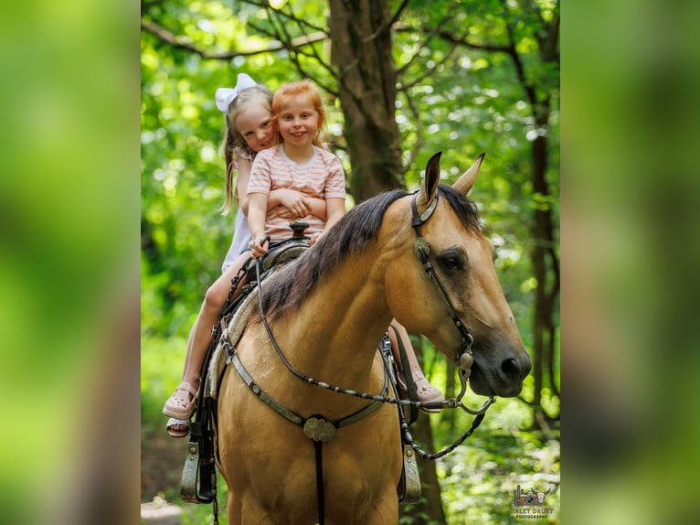 American Quarter Horse Ruin 8 Jaar 152 cm Buckskin in Elkton, KY