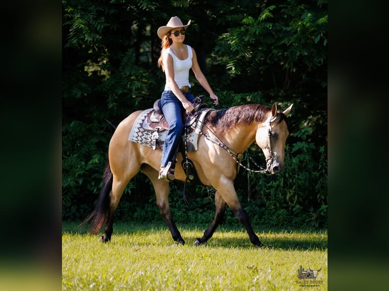 American Quarter Horse Ruin 8 Jaar 152 cm Buckskin in Elkton, KY