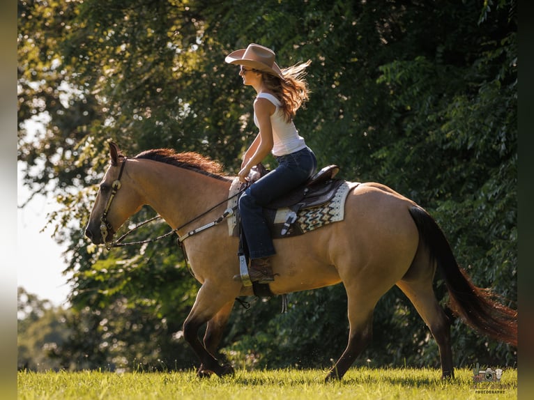 American Quarter Horse Ruin 8 Jaar 152 cm Buckskin in Elkton, KY