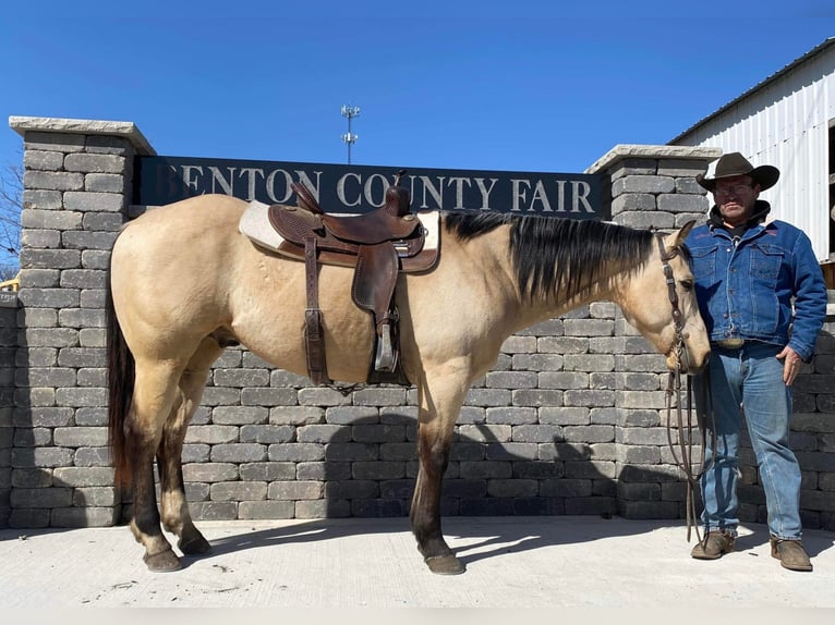 American Quarter Horse Ruin 8 Jaar 152 cm Buckskin in Libson, IA